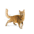 Load image into Gallery viewer, Royal Canin - Fit Dry Cat Food