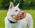 Load image into Gallery viewer, Baskerville - Classic Basket Muzzle