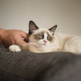 Load image into Gallery viewer, high-bed-cat-scratch-post - gallery_17