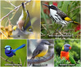 Load image into Gallery viewer, Native Bird Collection
