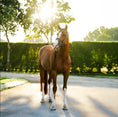 Load image into Gallery viewer, Lumiere Paris Bridle (Hanoverian) - horse standing in the bridle, full view