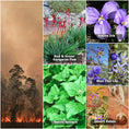 Load image into Gallery viewer, Bush Fire Seed Collection
