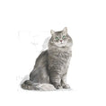 Load image into Gallery viewer, Royal Canin Sensible Cat Dry Food