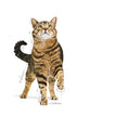 Load image into Gallery viewer, Royal Canin Cat Appetite Control
