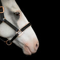 Load image into Gallery viewer, Lumiere Hollywood Leather Halter - close-up of the noseband on a grey horse