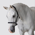 Load image into Gallery viewer, Lumiere Perseus Halter - grey horse wearing the black halter, three-quarter view