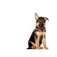 Load image into Gallery viewer, Royal Canin Maxi Puppy Dog Food