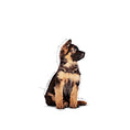 Load image into Gallery viewer, Royal Canin Maxi Puppy Chunks in Gravy