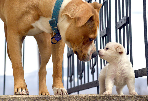 Introducing your dog to a new puppy