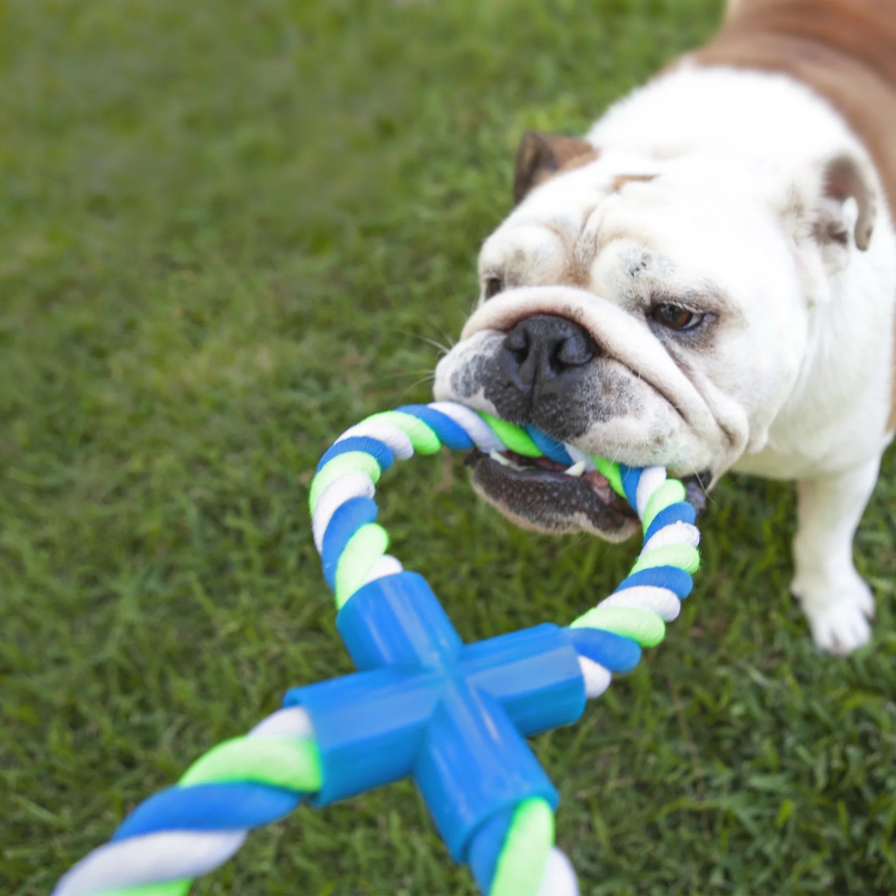 Twisted Rope Figure 8 Tug Dog Toy