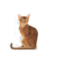 Load image into Gallery viewer, Royal Canin Savour Exigent
