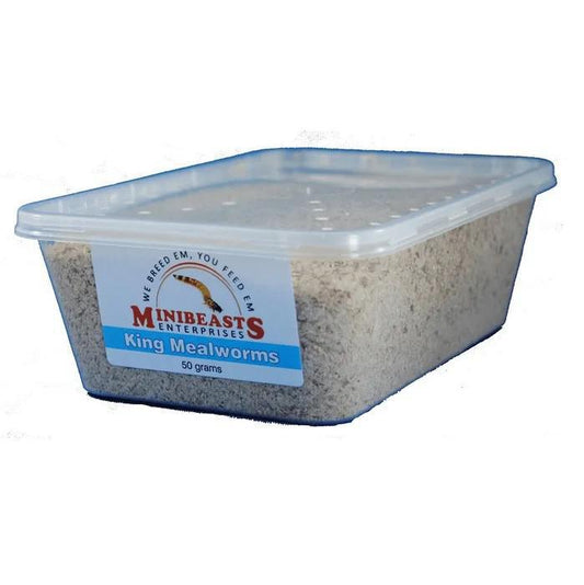 Minibeasts - King Mealworms