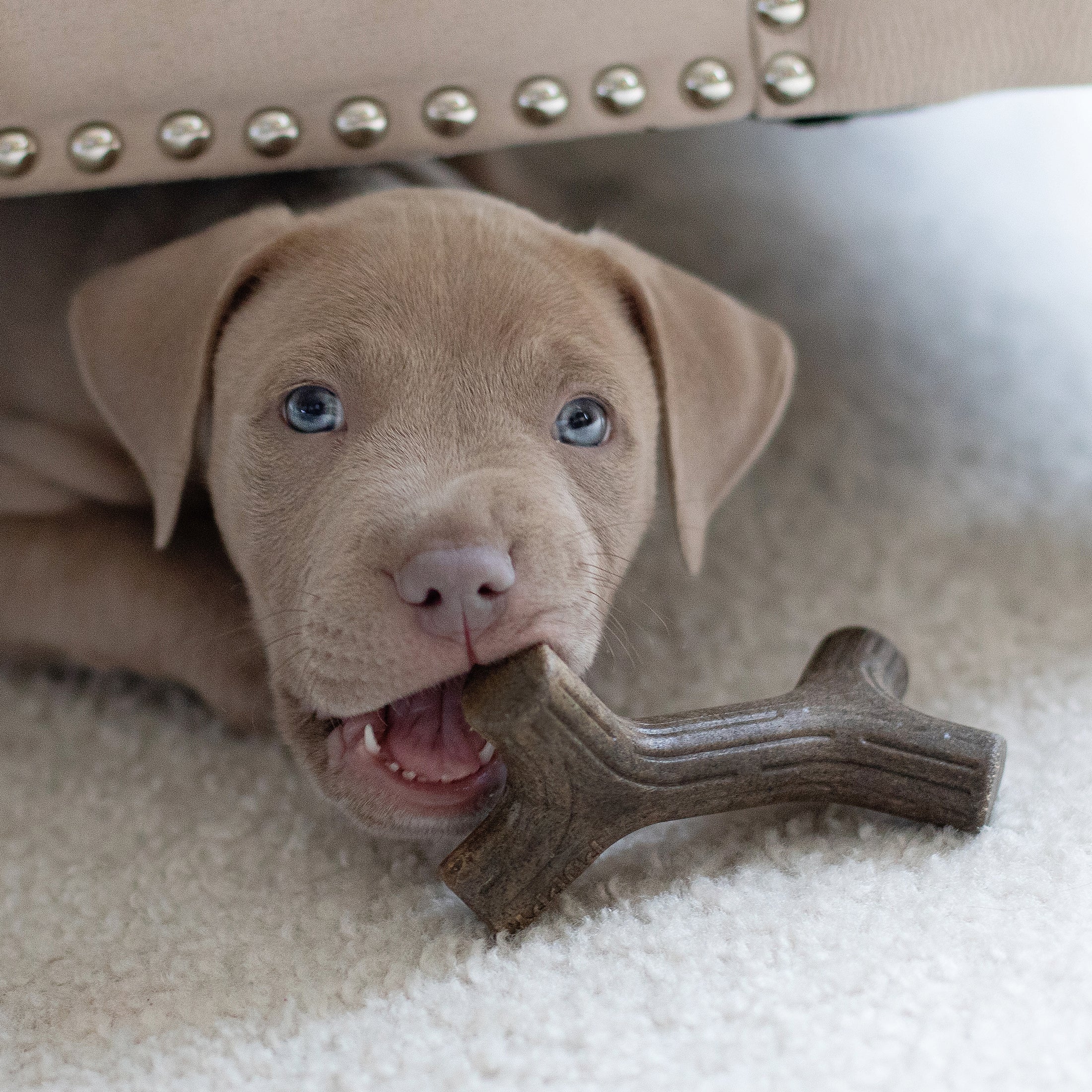 Benebone Puppy Maplestick