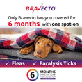 Load image into Gallery viewer, Bravecto Flea & Tick Spot-On For Medium Dogs Green
