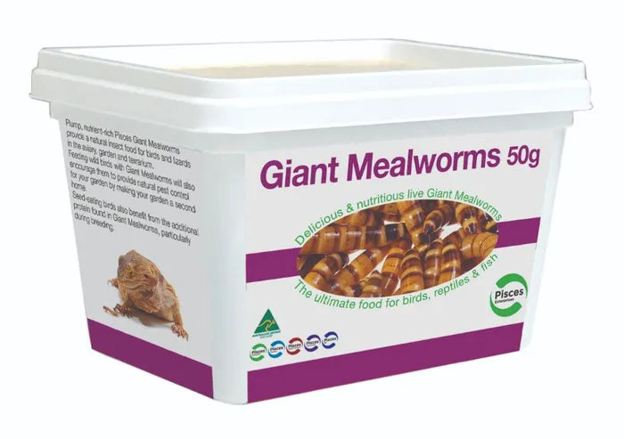 Giant Mealworms 100g
