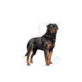 Load image into Gallery viewer, Royal Canin Rottweiler
