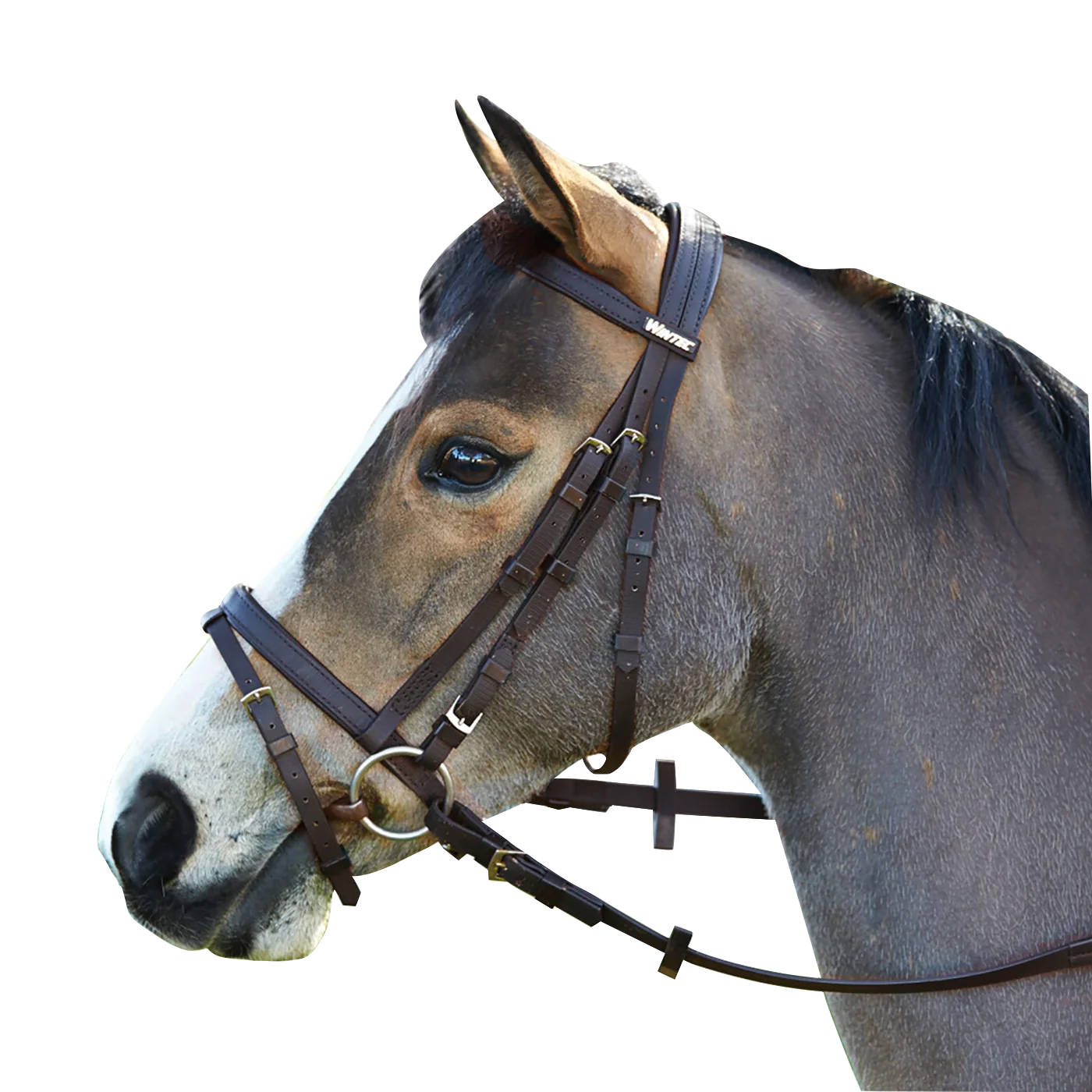 Wintec Bridle with Hanoverian Noseband (Flash)