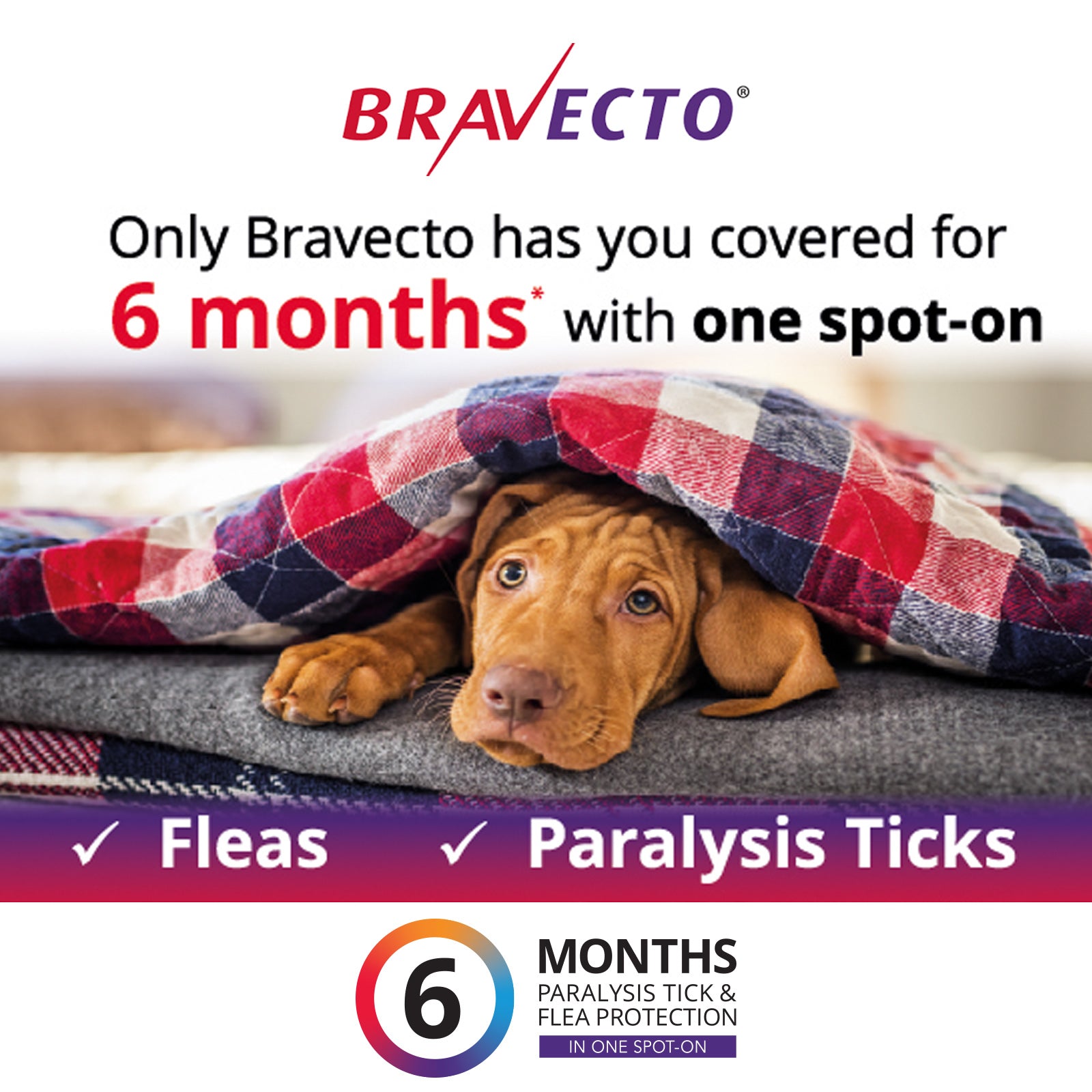 Bravecto Flea & Tick Spot-On For Small Dogs Orange