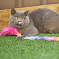 Load image into Gallery viewer, Fluffy Rainbow Tail
