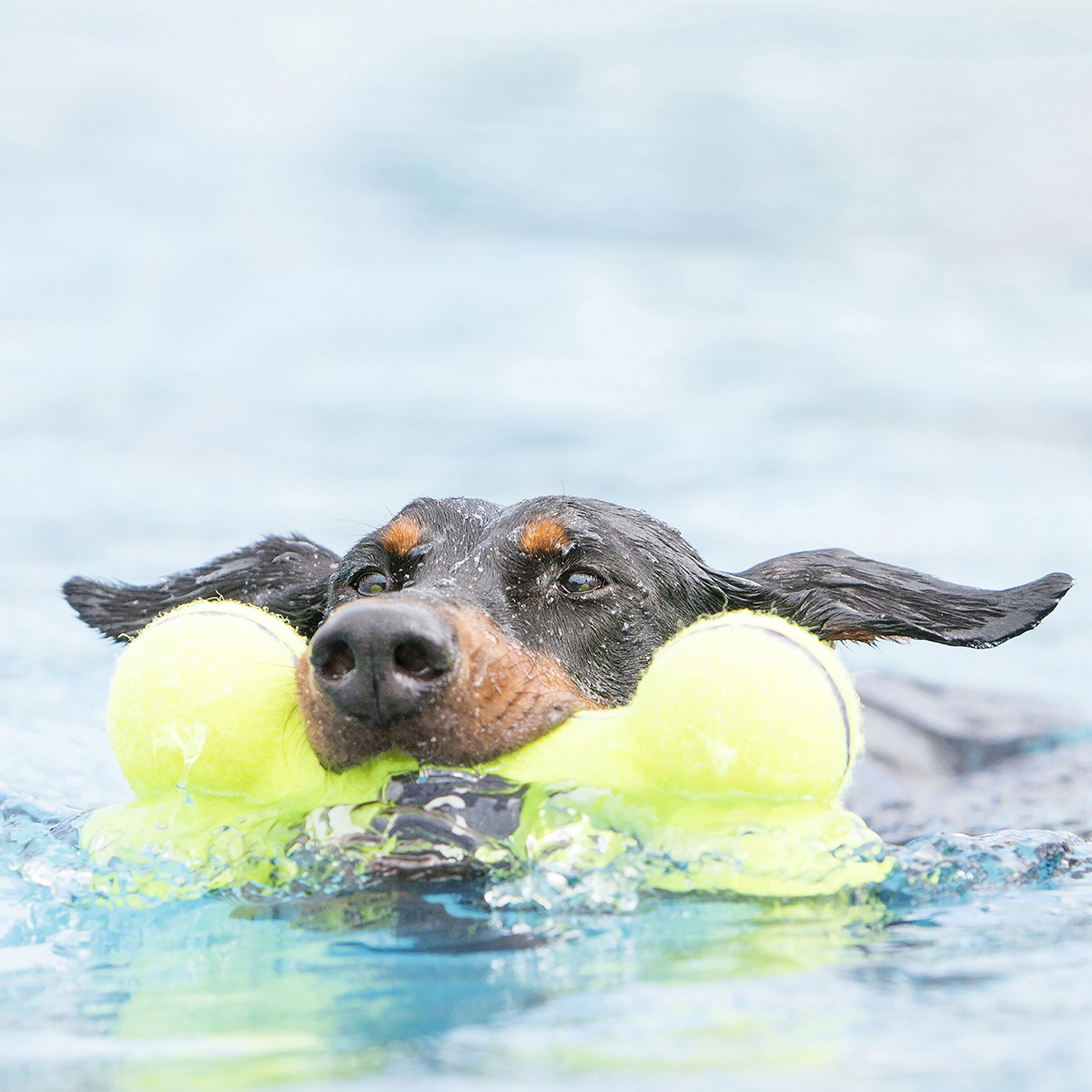 Kong AirDog Bone