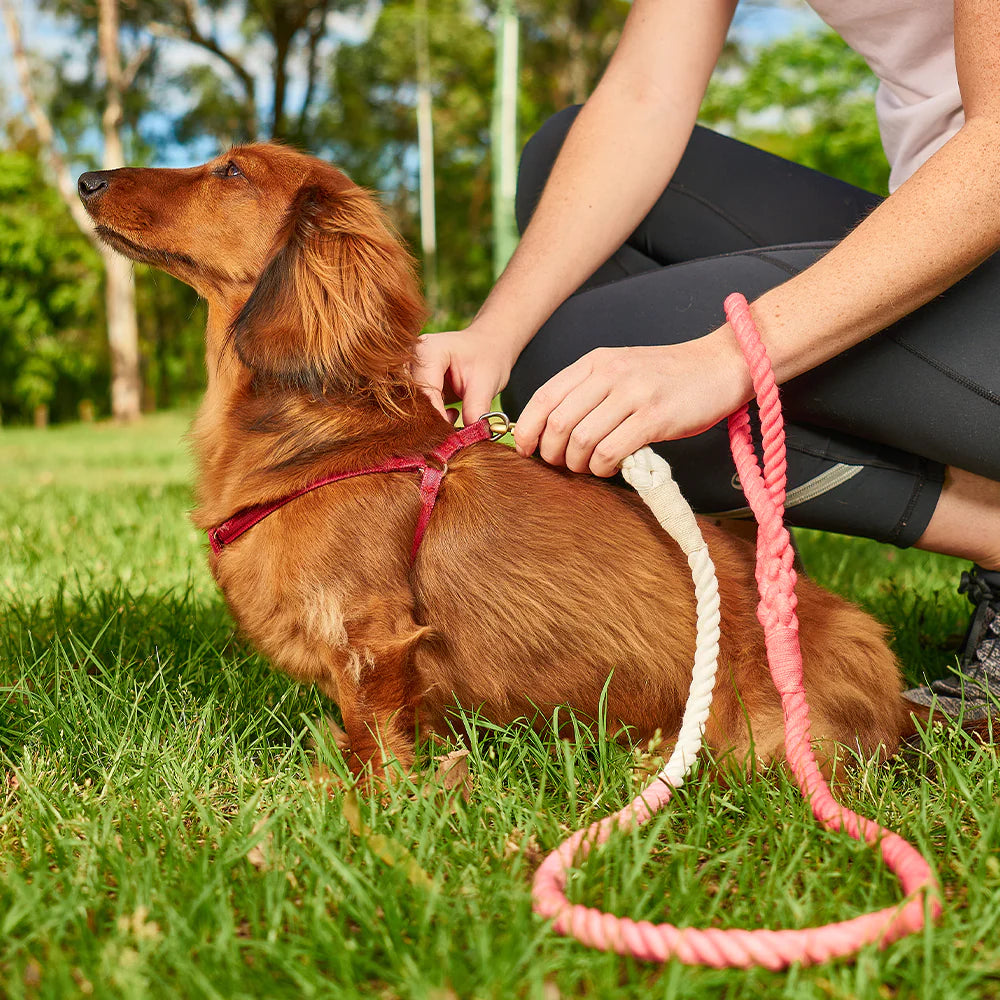 Hot Dog Rope Lead