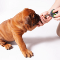 Load image into Gallery viewer, Kazoo - Puppy & Cat Nail Clipper
