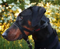 Load image into Gallery viewer, Halti Headcollar
