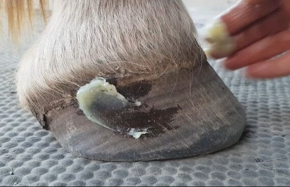 Hoof Balm- Lube those hooves