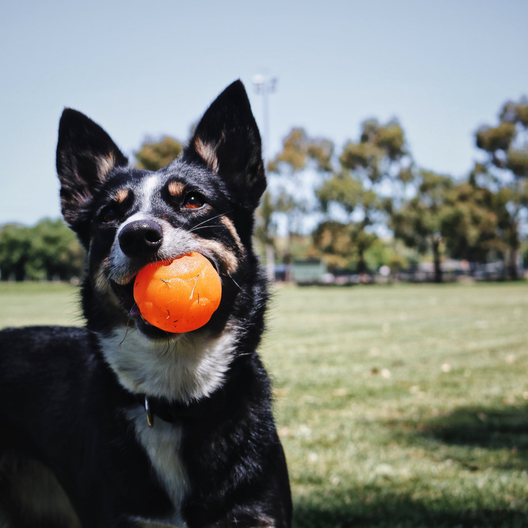 Aussie Dog - Buddy Ball