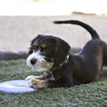Load image into Gallery viewer, Kong Puppy Flyer
