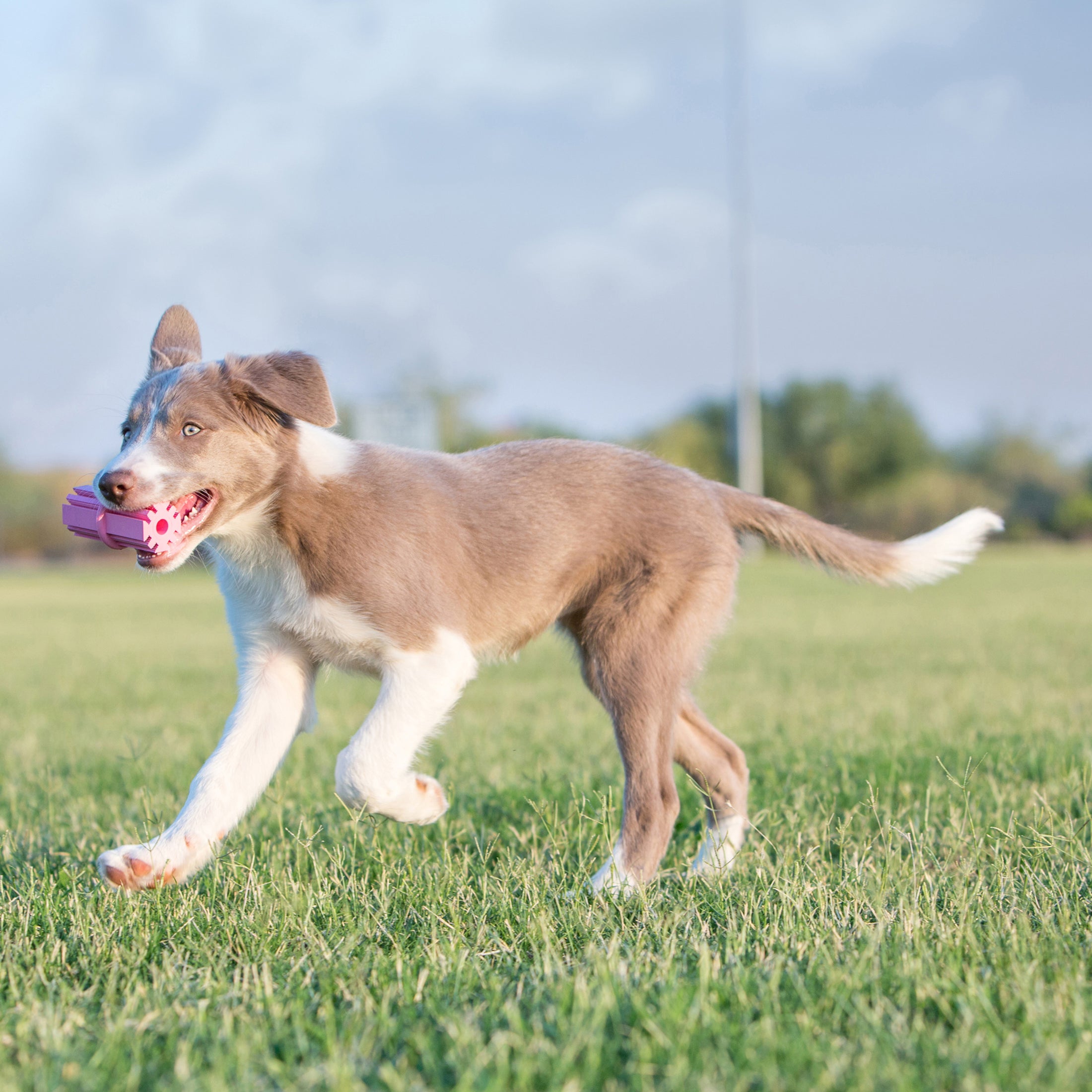 KONG® Puppy Teething Stick