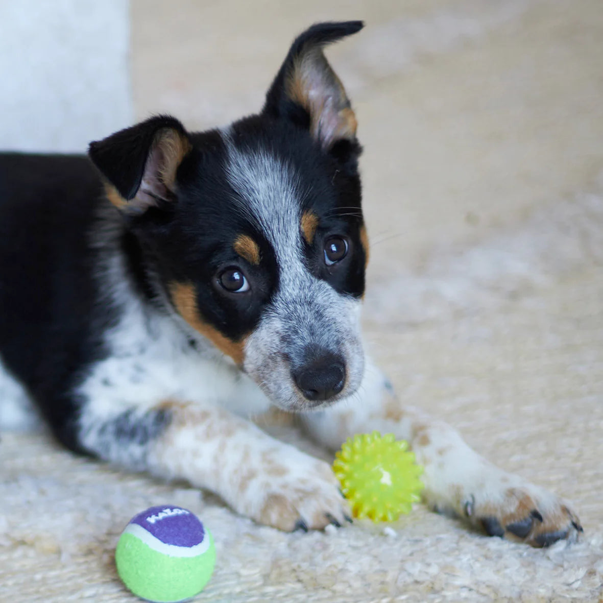 Tough Chewing Space Balls - Small Dog Toy