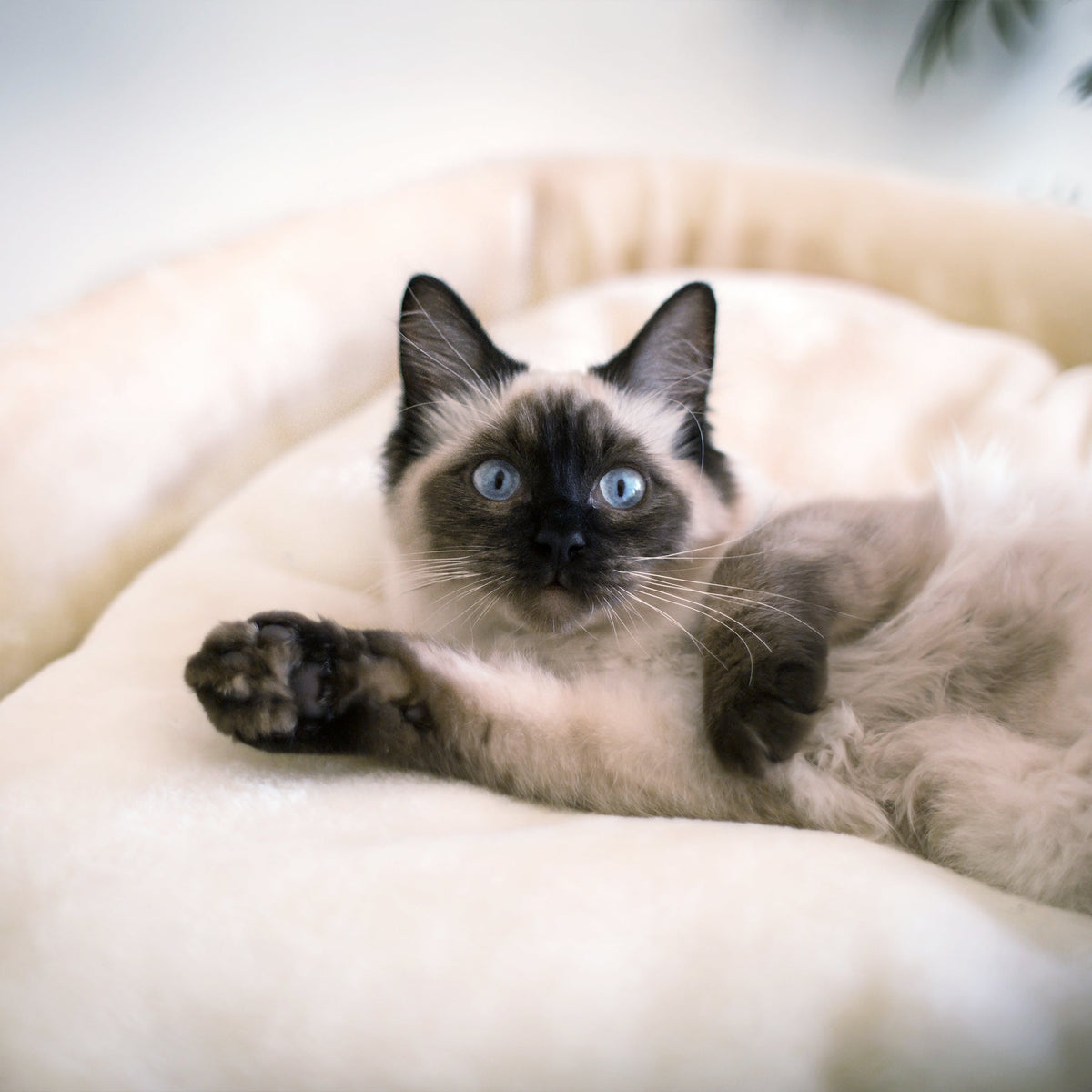 high-bed-cat-scratch-post - gallery_11