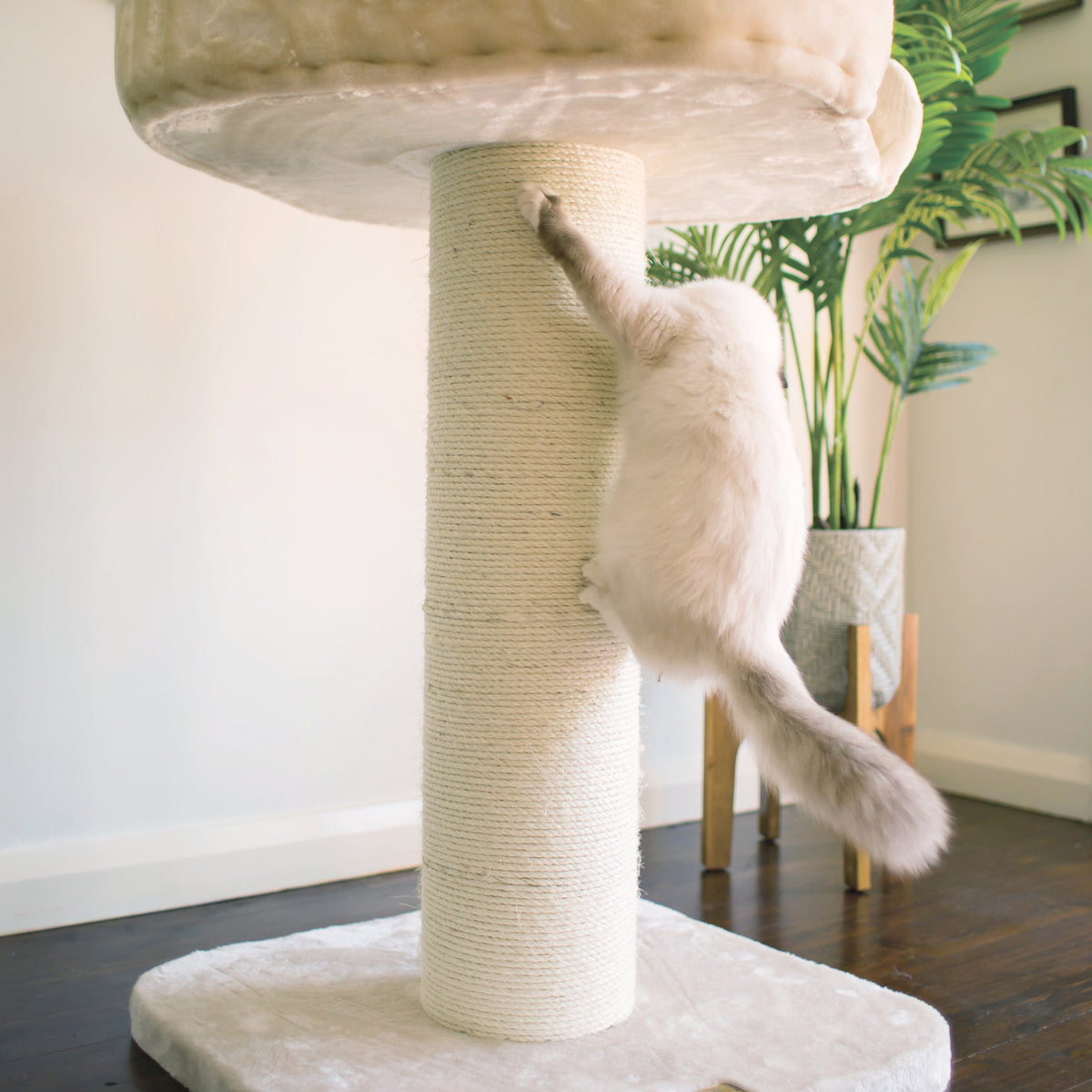 high-bed-cat-scratch-post - gallery_12