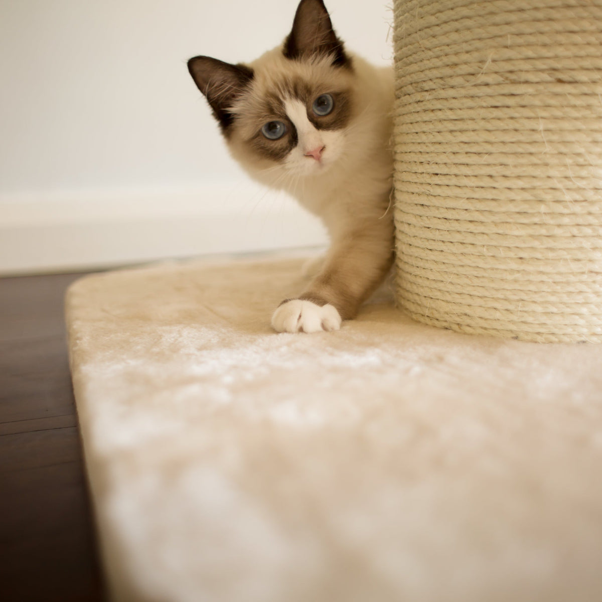 high-bed-cat-scratch-post - gallery_10
