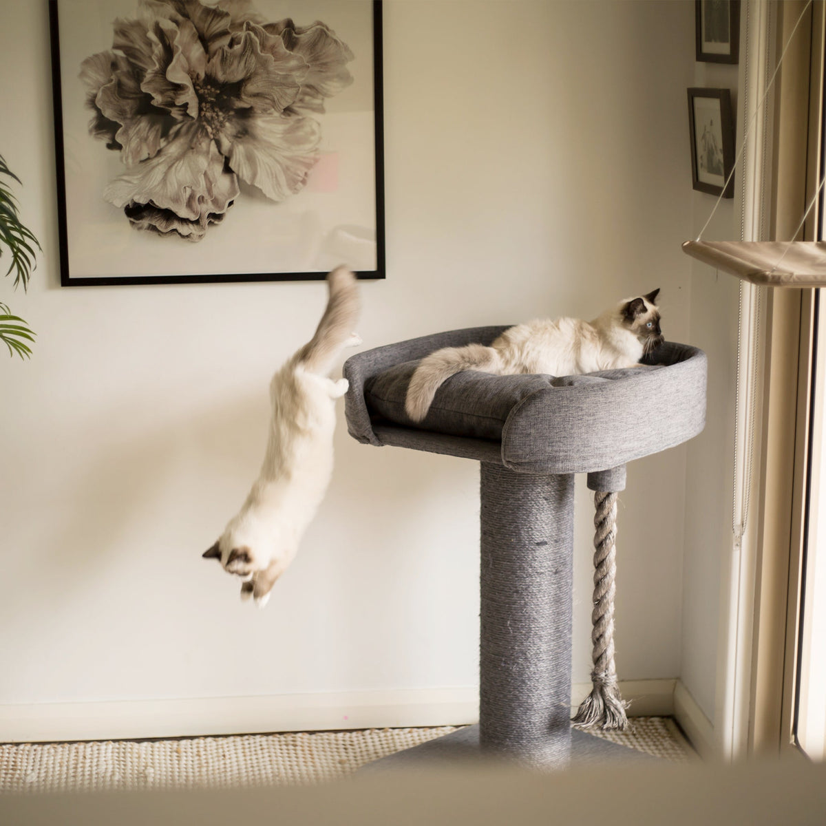 high-bed-cat-scratch-post - gallery_14