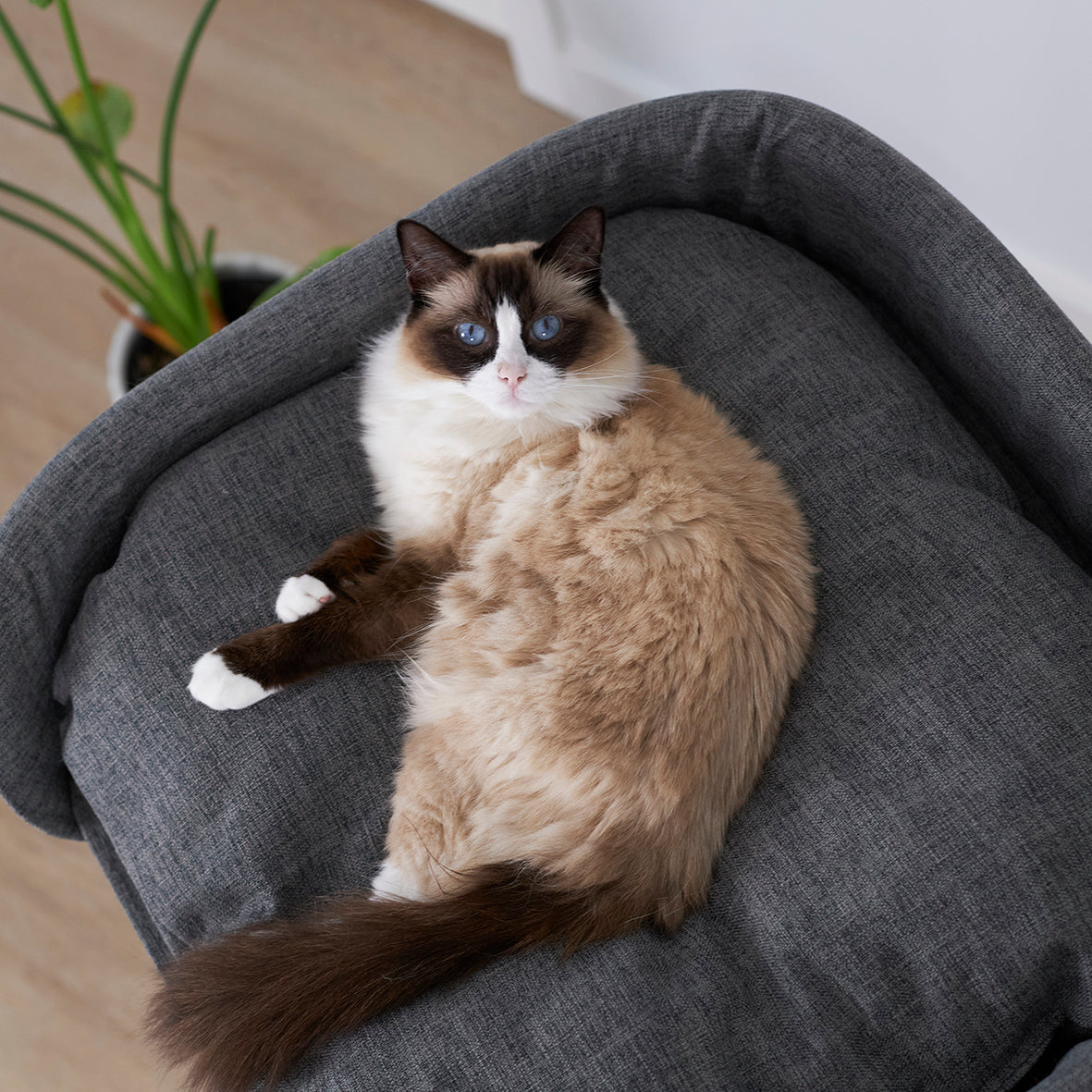 high-bed-cat-scratch-post - gallery_15