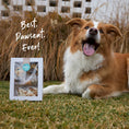 Load image into Gallery viewer, Barney's Barkery - Dog Treats Meaty Marvel Pack
