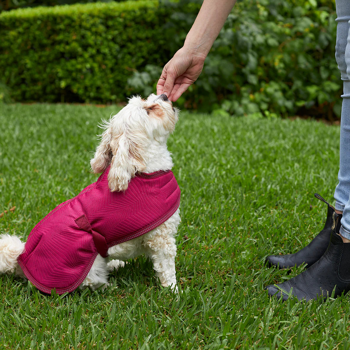 Adventure Dog Coat - Cherry