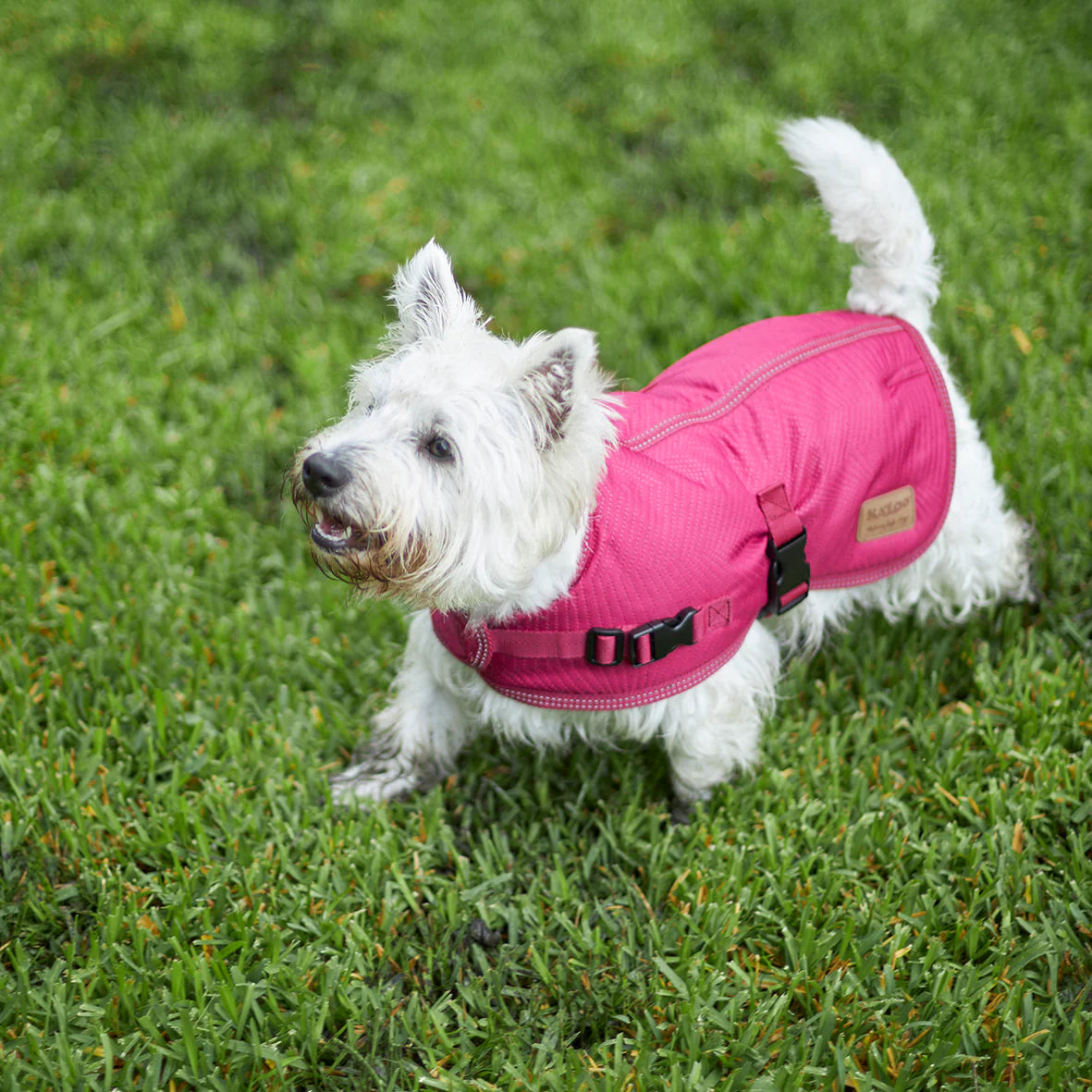 Adventure Dog Coat - Cherry