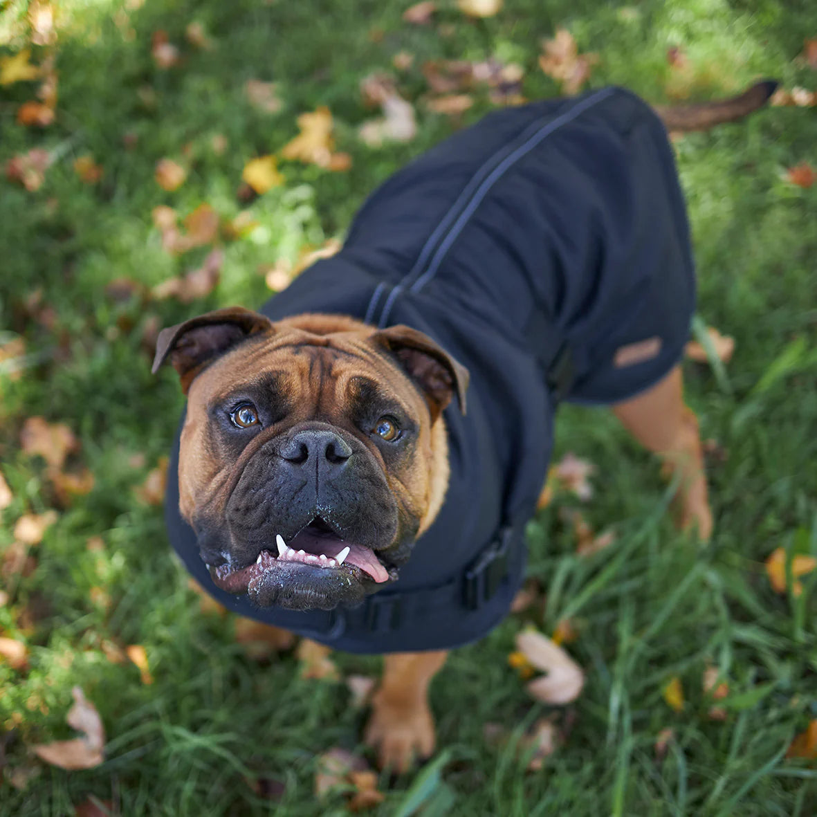 Adventure Dog Coat - Black