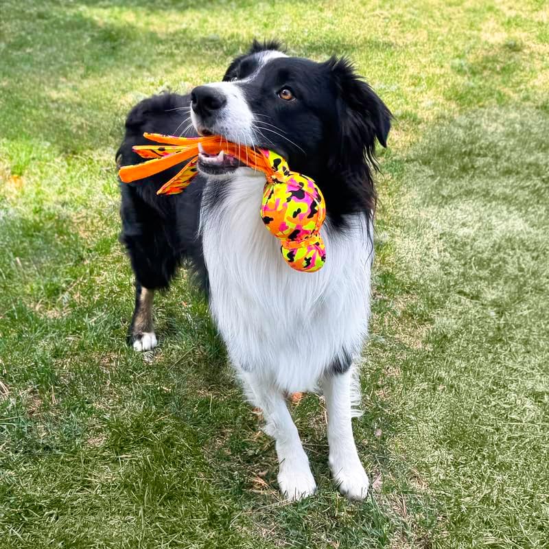 Dog carrying a KONG High-Vis Wubba