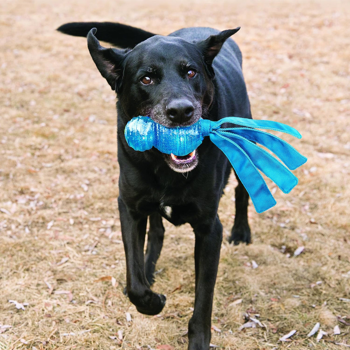 Dog carrying a KONG Comet Wubba