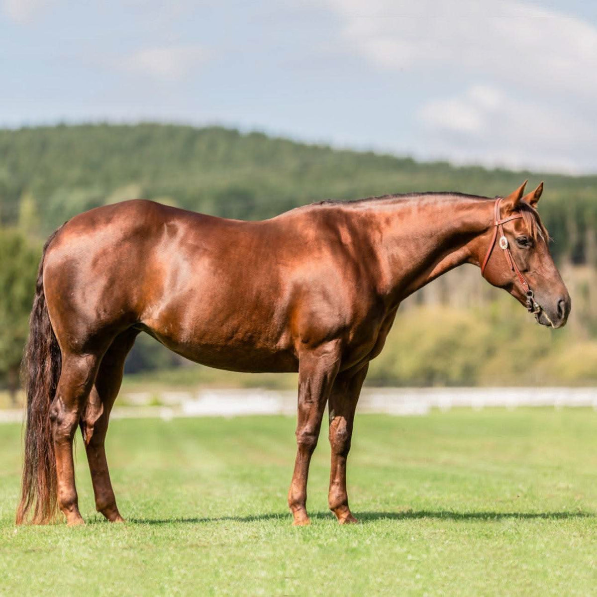 Horse with a glossy coat