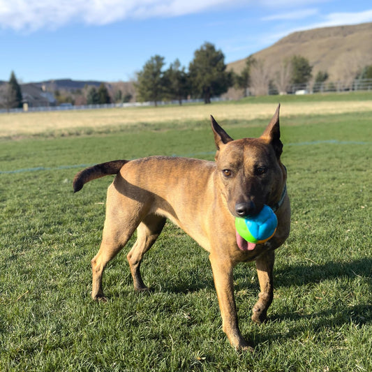 Kong - Twistz High-Viz Ball - dog playing with ball