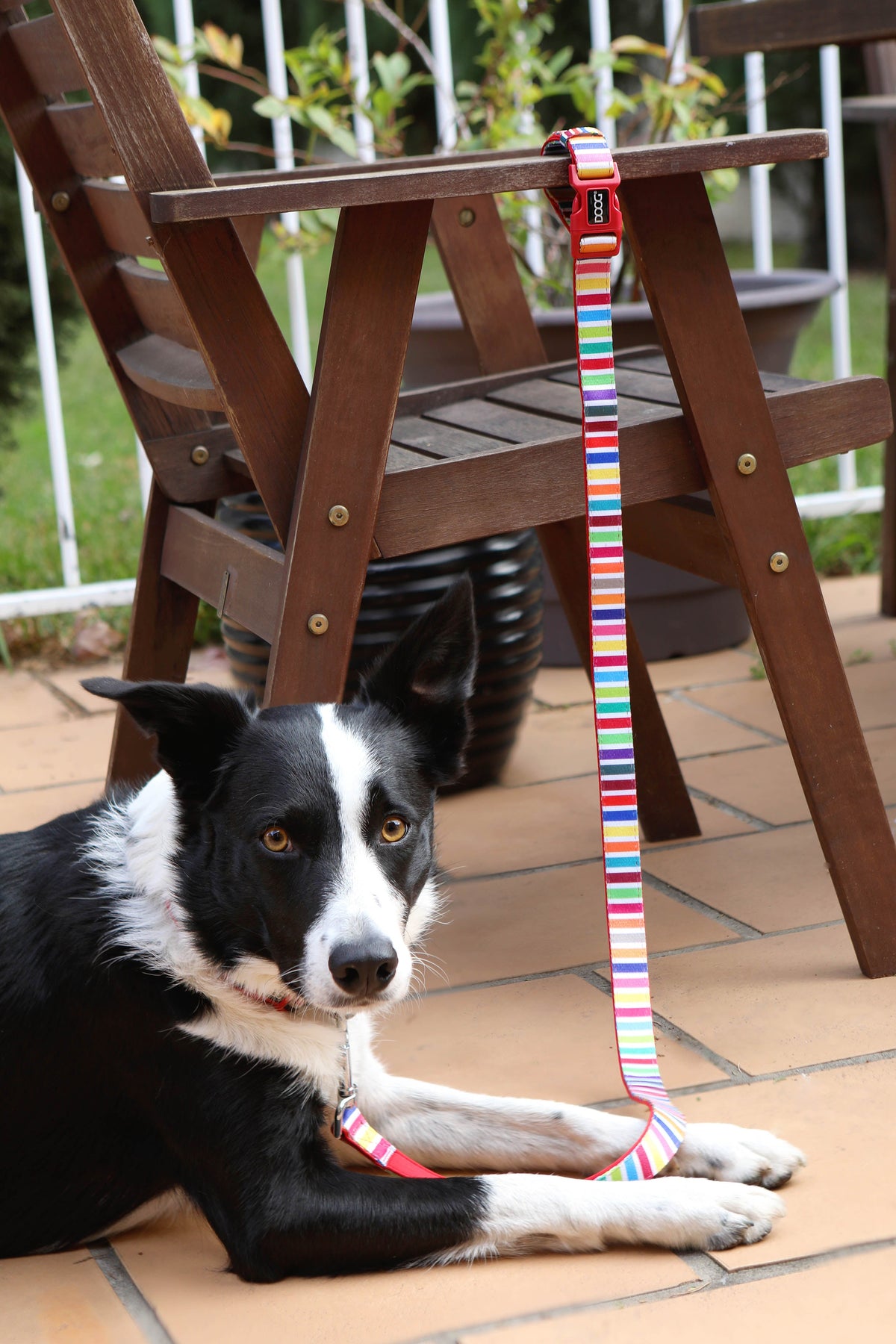 Doog - Clip-It Dog Leash - Scooby - dog on the leash clipped to a chair