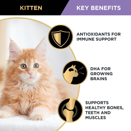 Pro Plan - Kitten Salmon Pouch 85g (12 Pack)