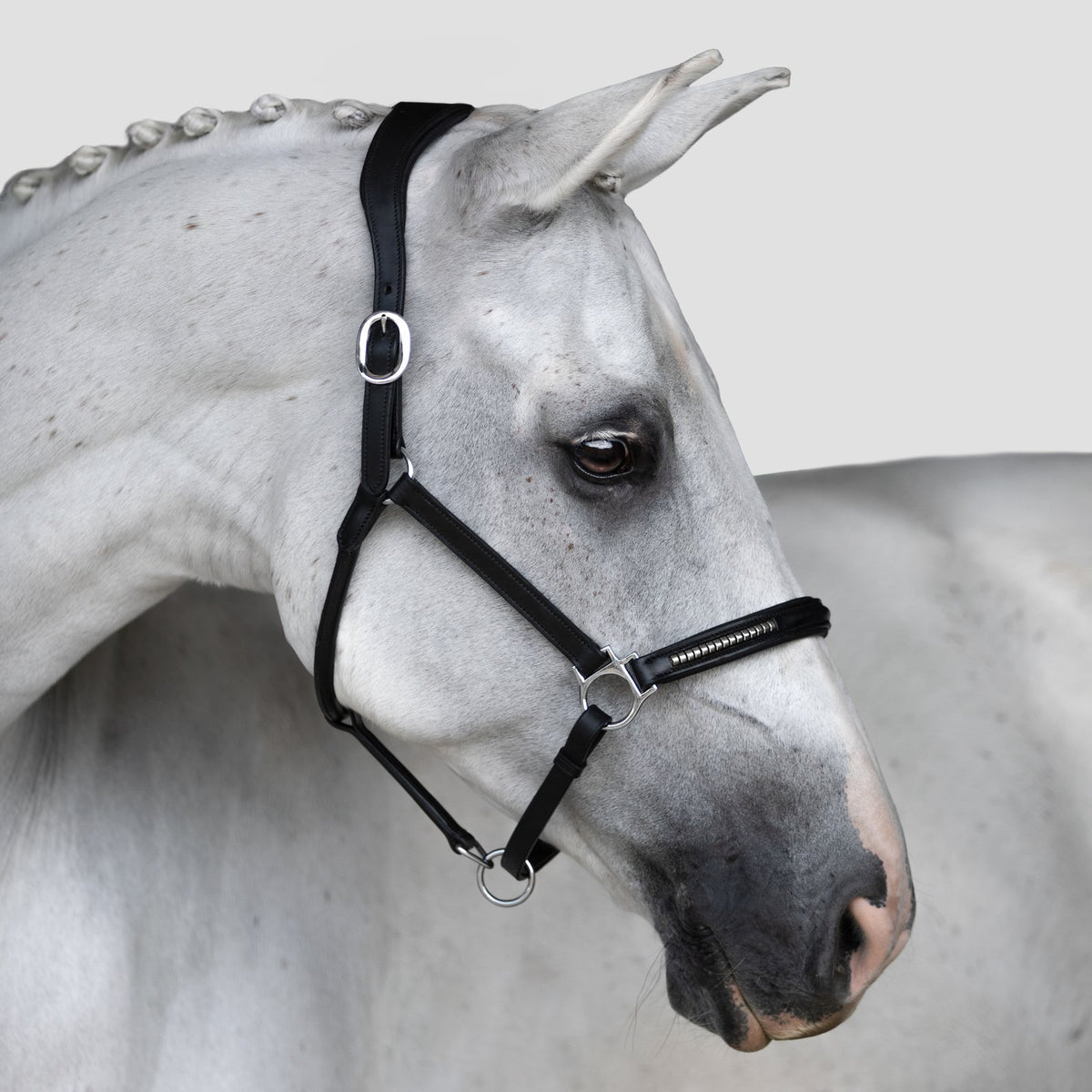 Lumiere Perseus Halter Full - grey horse wearing the black halter