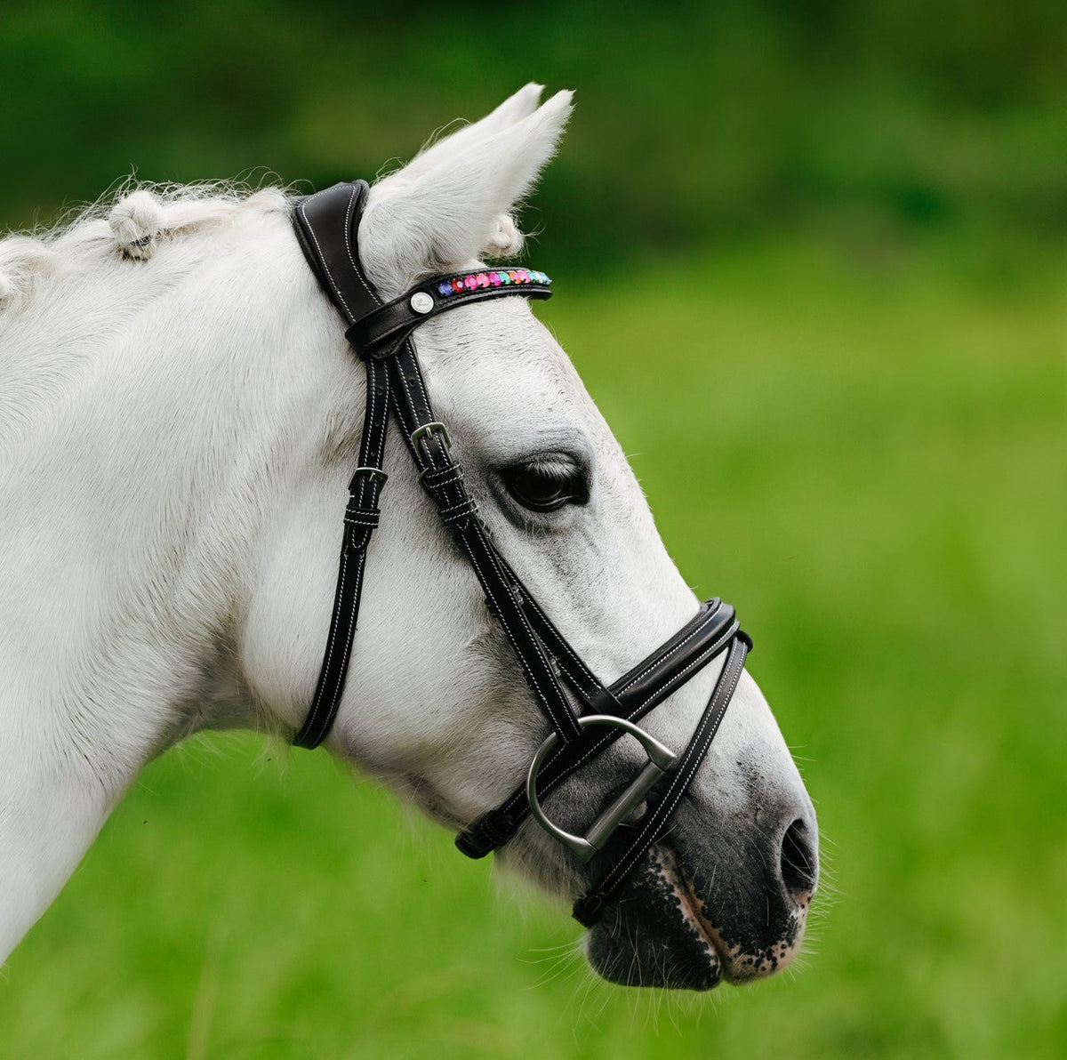 Lumiere Rainbow Bridle - grey pony wearing the bridle in a paddock