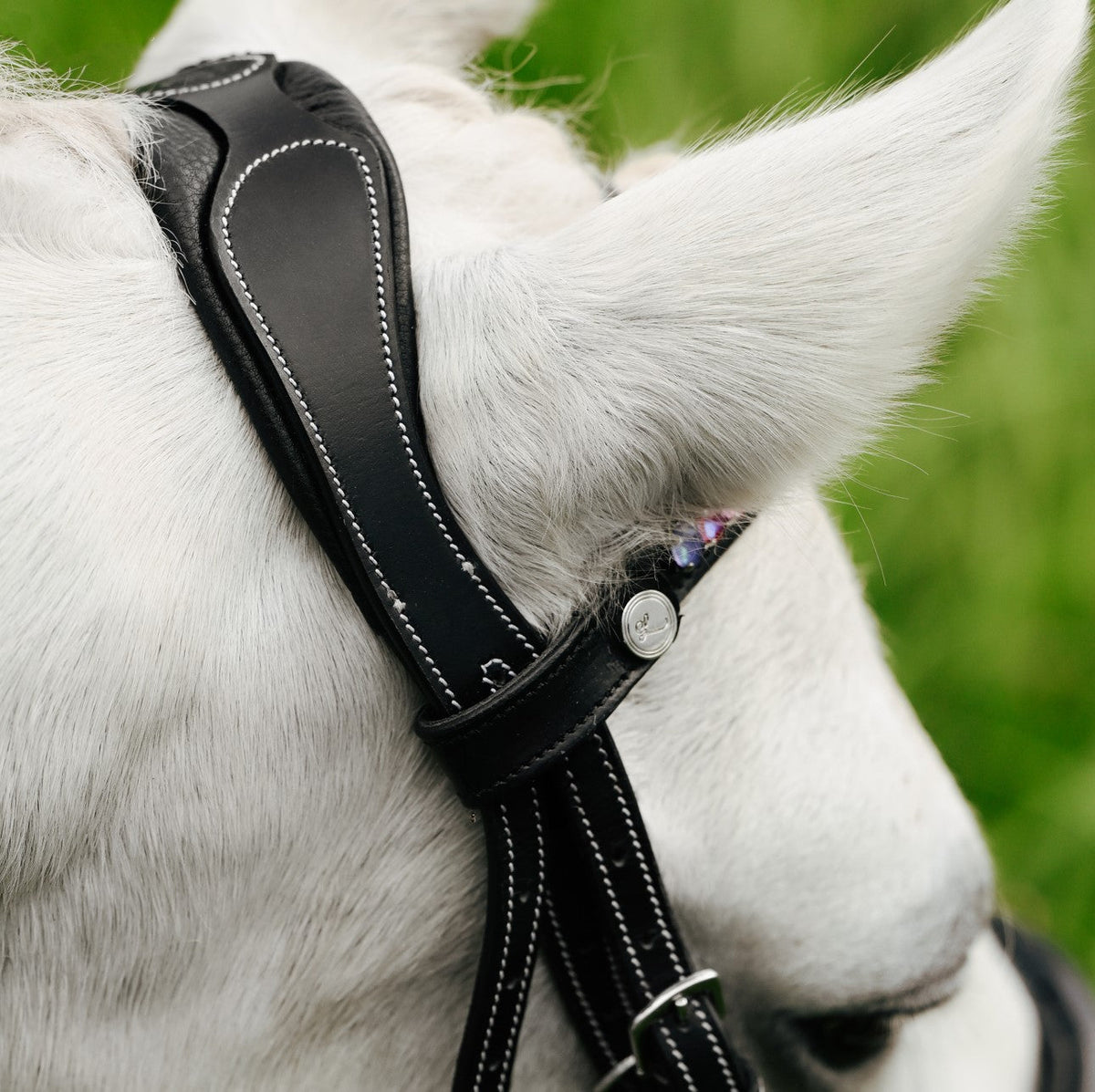 Lumiere Rainbow Bridle - close-up of the padded headpiece